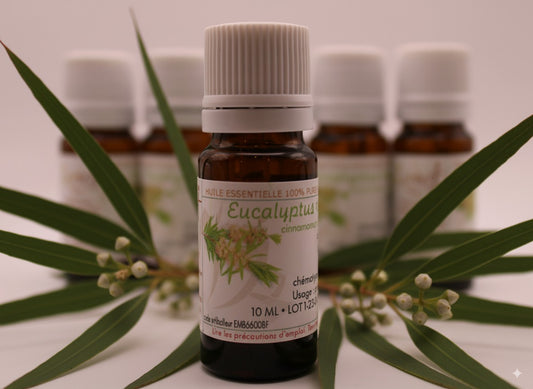 Huile Essentielle BIO d’Eucalyptus Radié