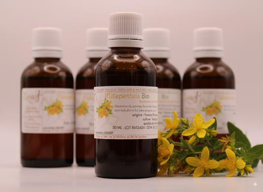 Macérât Huileux BIO de Millepertuis de Provence
